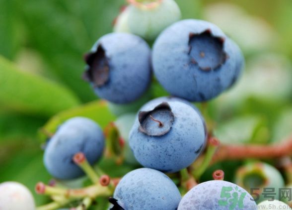 藍莓上面的白色的東西是什么？藍莓上面的白色的東西可以吃嗎？