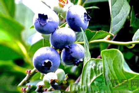 什么是藍(lán)莓李果？藍(lán)莓李果和藍(lán)莓的區(qū)別？