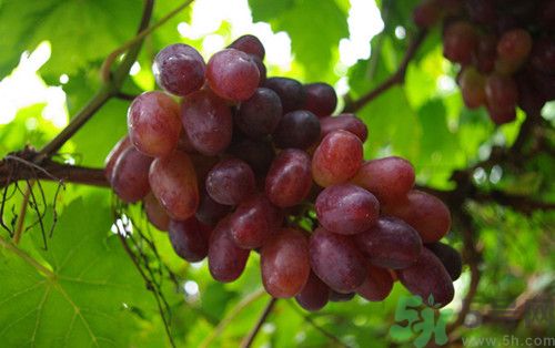 提子皮可以吃嗎?提子皮的功效與作用 提子皮可以吃嗎?提子皮的功效與作用