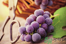 提子皮上的白霜是什么?提子皮上有白霜能吃嗎 提子皮上的白霜是什么?提子皮上有白霜能吃嗎