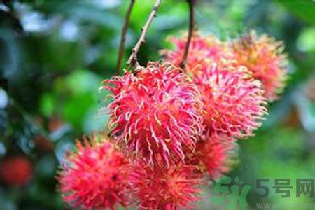 寶寶可以吃紅毛丹嗎？寶寶多大了可以吃紅毛丹？