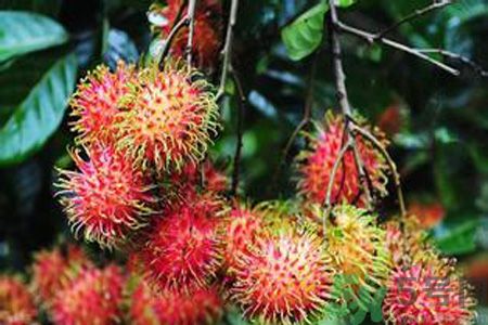 紅毛丹的殼可以吃嗎？紅毛丹的皮可以吃嗎？