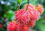 寶寶可以吃紅毛丹嗎？寶寶多大了可以吃紅毛丹？