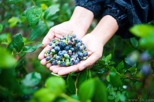 藍莓不能和什么一起吃?藍莓和什么相克 藍莓不能和什么一起吃?藍莓和什么相克