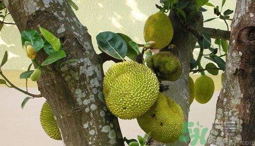 菠蘿蜜怎么削皮?菠蘿蜜怎么吃 菠蘿蜜怎么削皮?菠蘿蜜怎么吃