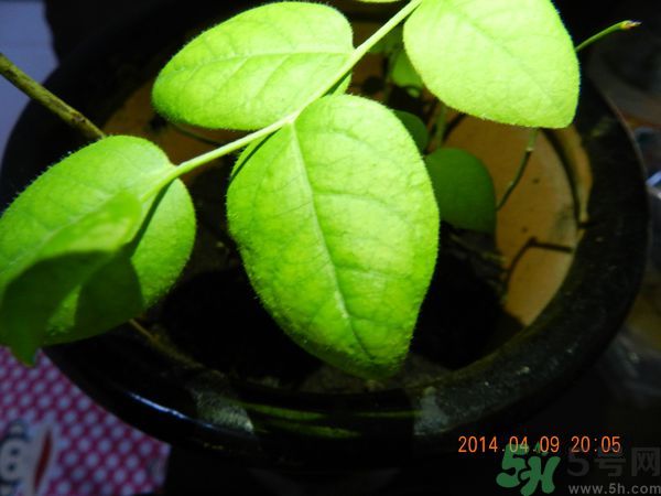 藍(lán)莓的葉子是什么樣子?藍(lán)莓的葉子可以吃嗎 藍(lán)莓的葉子是什么樣子?藍(lán)莓的葉子可以吃嗎