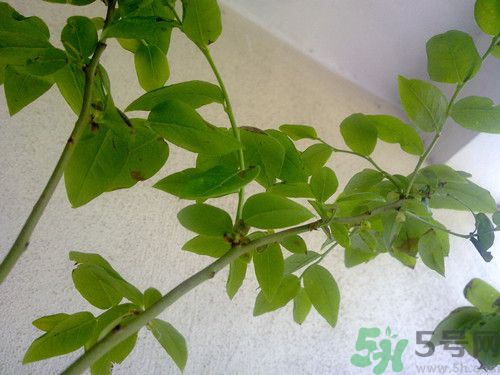 藍(lán)莓的葉子是什么樣子?藍(lán)莓的葉子可以吃嗎 藍(lán)莓的葉子是什么樣子?藍(lán)莓的葉子可以吃嗎