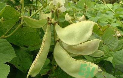 扁豆可以和黃瓜一起吃嗎?扁豆能和黃瓜同吃嗎? 扁豆可以和黃瓜一起吃嗎?扁豆能和黃瓜同吃嗎?