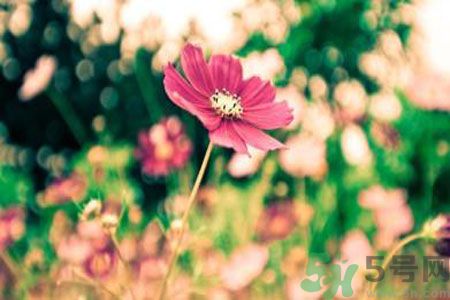 父親節(jié)送什么花好？父親節(jié)送什么花？