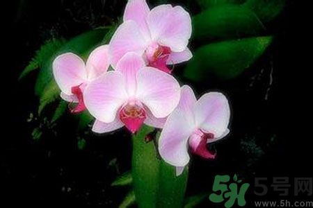 父親節(jié)送什么花好？父親節(jié)送什么花？