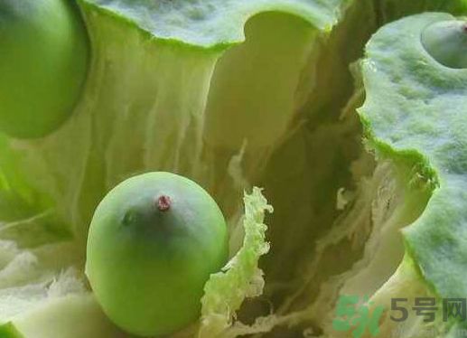 蓮蓬可以生吃嗎?蓮蓬能直接吃嗎? 蓮蓬可以生吃嗎?蓮蓬能直接吃嗎?