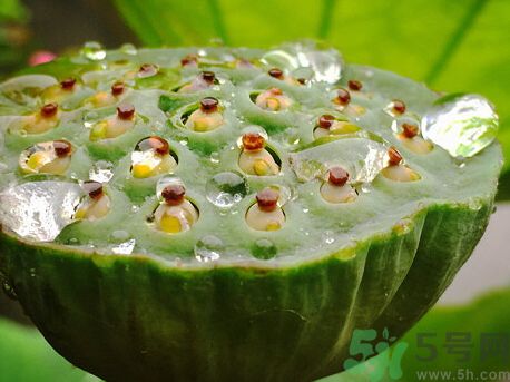 吃蓮蓬可以防止中暑嗎?吃蓮蓬能預防中暑嗎?