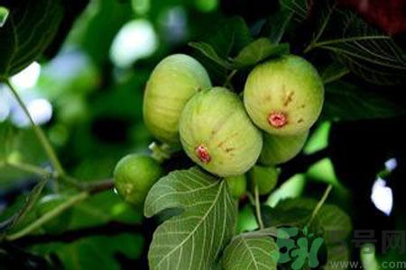 無花果是發(fā)物嗎？無花果樹不是發(fā)物？