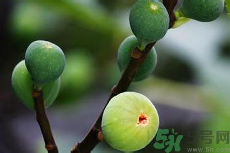 無花果是酸性還是堿性？無花果是堿性嗎？