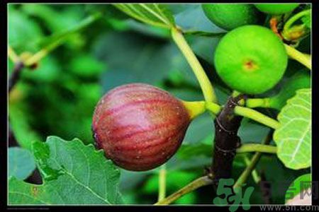 孕婦可以吃無花果嗎？懷孕可以吃無花果嗎？