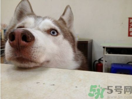 acca kappa官網(wǎng)地址 acca kappa是什么牌子？