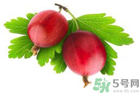 無花果沒熟可以吃嗎？吃了沒熟的無花果會怎樣？