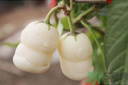 人參果是發(fā)物嗎？人參果是不是發(fā)物？