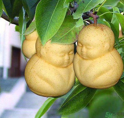 哺乳期可以吃人參果嗎？哺乳期吃人參果好嗎？