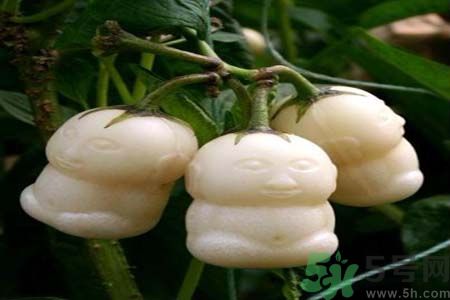 哺乳期可以吃人參果嗎？哺乳期吃人參果好嗎？