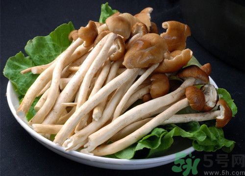 孕婦能否吃茶樹菇?孕婦吃茶樹菇的好處 孕婦能否吃茶樹菇?孕婦吃茶樹菇的好處