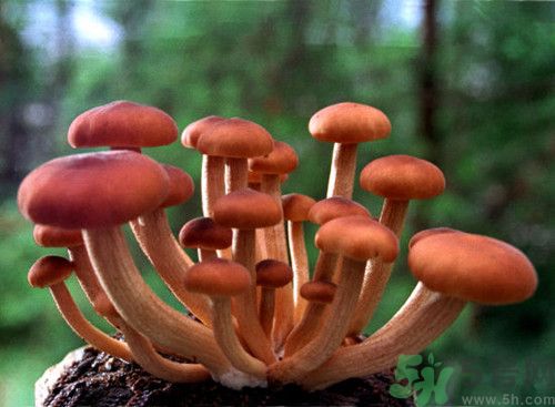 茶樹菇可以生吃嗎?茶樹菇生吃會(huì)怎么樣