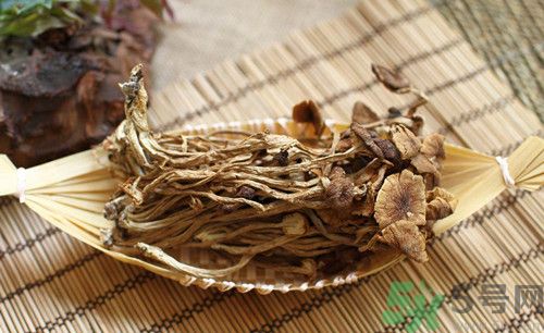 茶樹菇可以生吃嗎?茶樹菇生吃會怎么樣 茶樹菇可以生吃嗎?茶樹菇生吃會怎么樣