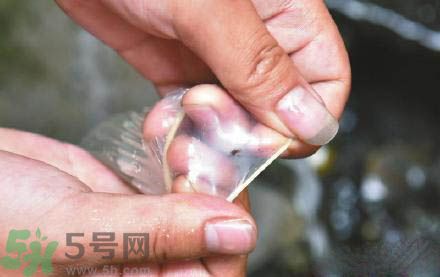 3個月懷孕2次 怎么辨別避孕套優(yōu)劣？