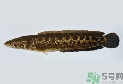 吃黑魚(yú)對(duì)傷口會(huì)好的快些嗎?吃黑魚(yú)的好處