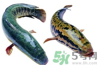 吃黑魚對(duì)傷口會(huì)好的快些嗎?吃黑魚的好處 吃黑魚對(duì)傷口會(huì)好的快些嗎?吃黑魚的好處