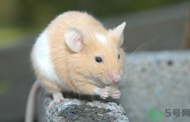 寢室有老鼠怎么辦?宿舍有老鼠怎么消滅? 寢室有老鼠怎么辦?宿舍有老鼠怎么消滅?