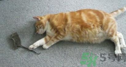 寢室有老鼠怎么辦?宿舍有老鼠怎么消滅? 寢室有老鼠怎么辦?宿舍有老鼠怎么消滅?