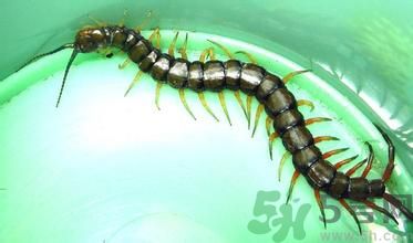 寢室有蜈蚣怎么辦?宿舍有蜈蚣怎么消滅? 寢室有蜈蚣怎么辦?宿舍有蜈蚣怎么消滅?