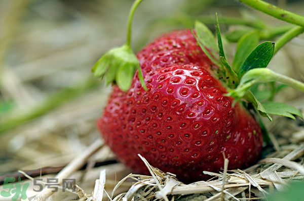 草莓和什么榨汁好喝？草莓榨汁搭配什么好？