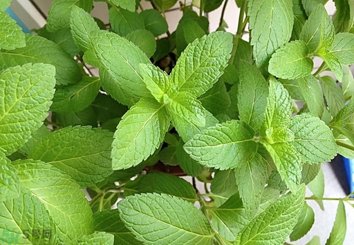 薄荷能美白嗎？薄荷有什么功效和作用？