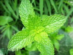 薄荷能美白嗎？薄荷有什么功效和作用？