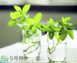 薄荷能美白嗎？薄荷有什么功效和作用？