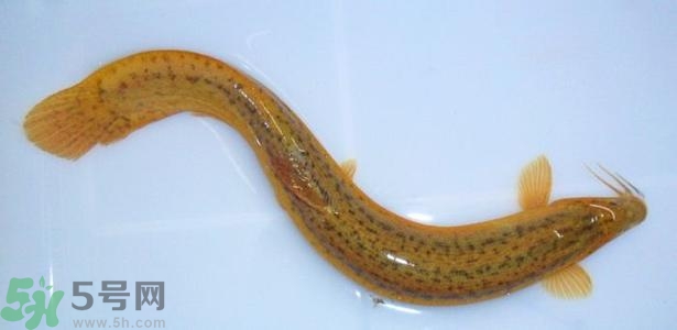 泥鰍死了還能吃嗎？死泥鰍能不能吃？