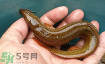 泥鰍死了還能吃嗎？死泥鰍能不能吃？