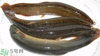 泥鰍死了還能吃嗎？死泥鰍能不能吃？