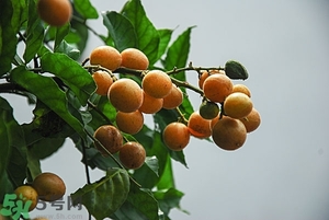 孕婦能吃黃皮果嗎？孕婦吃黃皮果好嗎？