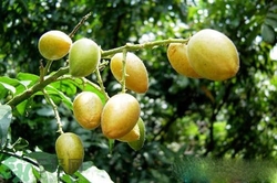 黃皮果是熱性還是涼性？黃皮果是涼性嗎？