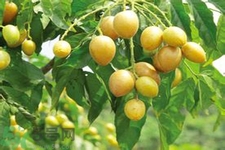 黃皮果是熱性還是涼性？黃皮果是涼性嗎？