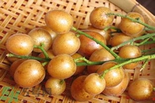 黃皮果是酸性還是堿性？黃皮果是堿性嗎？