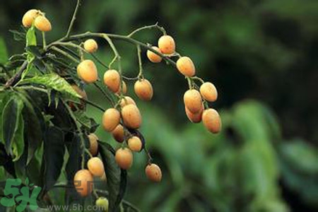 黃皮果是酸性還是堿性？黃皮果是堿性嗎？