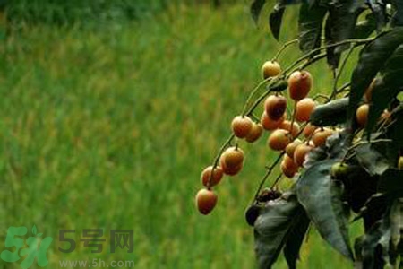 黃皮果果核可以吃嗎？黃皮果果核有什么功效？