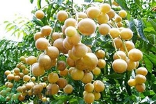 黃皮果果核可以吃嗎？黃皮果果核有什么功效？