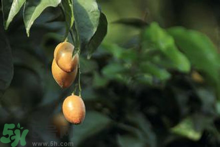 黃皮果果核可以吃嗎？黃皮果果核有什么功效？