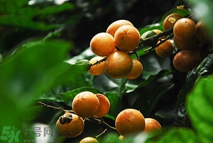 孕婦能吃黃皮果嗎？孕婦吃黃皮果好嗎？