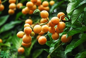 孕婦能吃黃皮果嗎？孕婦吃黃皮果好嗎？